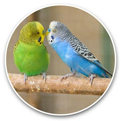 Image of Awesome Vinyl Stickers (Set of 2) 30cm Kissing Budgie Birds Bird Fun Decals for Laptops,Tablets,Luggage,Scrap Booking,Fridges #45477
