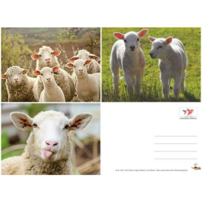 Image of Funny Sheep Postcard Set with 3 Animal Postcards/Postcards of by Edition Colibri