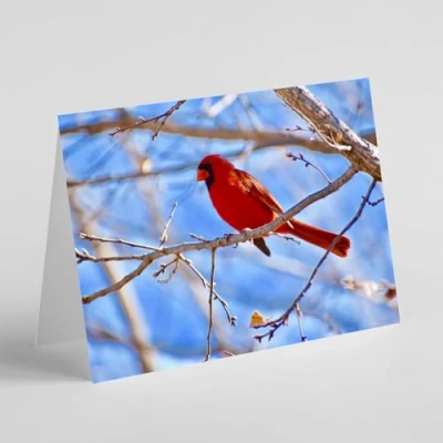 Image of Beebooh Northern cardinal bird on branch birthday card