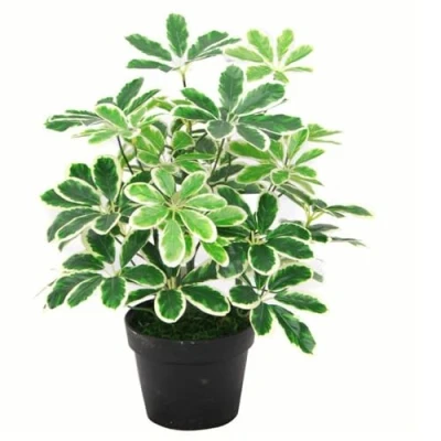 Image of Leaf Artificial Arboricola Evergreen Plant,75cm, Green