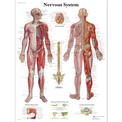 Image of 3B Scientific VR1620L Nervous System Chart Laminated Version