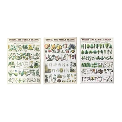 Image of Melody Jane Dolls House Vintage Botanical School Chart Posters Miniature Study Accessory 1:12