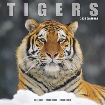 Image of Tigers 2025 Square Wall Calendar Animal, Wildlife Calendar: Original Avonside Kalender [Mehrsprachig] [Kalender]