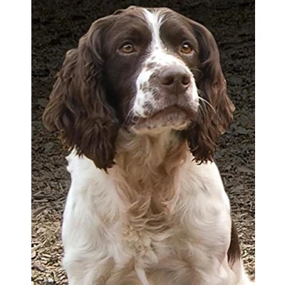 Image of 5D Diamond Painting Full Drill Springer Spaniel Crystal Rhinestone Embroidery Pictures Arts Craft for Home Wall Decor Gift 30x40cm