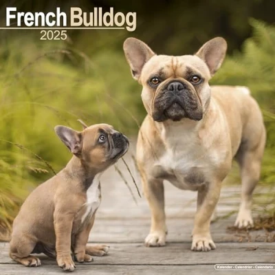 Image of French Bulldogs 2025 Square Wall Calendar by Red Robin Publishing