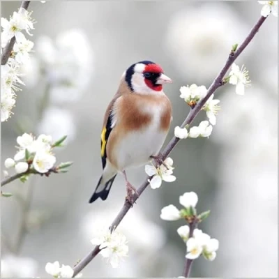 Image of Abacus Cards Birthday/Blank Card for Women General Female Goldinch Bird &amp; White Blossom Eco Friendly Recyclable From the BBC Springwatch Range