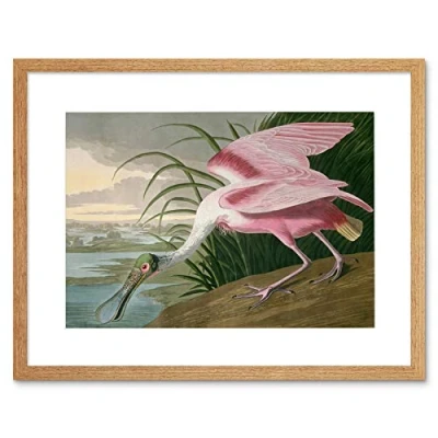 Image of Wee Blue Coo Painting Bird Audubon Roseate Spoonbill Framed Wall Art Print