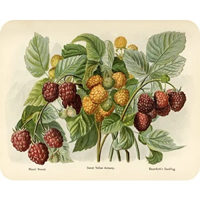 Image of Raspberry Glass Worktop Saver/Protector Kitchen Cutting Board by Pearl (50 x 40cm)