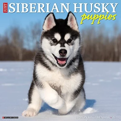 Image of Just Siberian Husky Puppies 2023 Wall Calendar