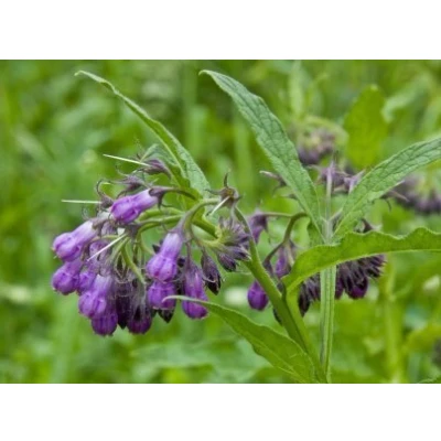 Image of Luxury Comfrey Blended Ointment 60ml Natural Soothing Knit Bones Fractures Aid Healing Breaks