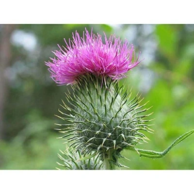 Image of Wee Blue Coo Nature Scottish Thistle Head Art Print Poster Wall Decor 12X16 Inch