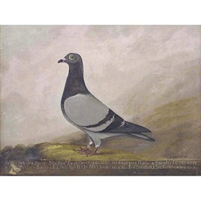 Image of Wee Blue Coo Painting Animal Pigeon Dove Bird Art Print Poster Wall Decor 12X16 Inch