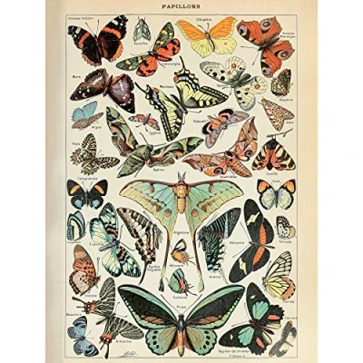 Image of Artery8 Millot Encyclopedia Page Variety Butterflies Premium Wall Art Canvas Print 18X24 Inch