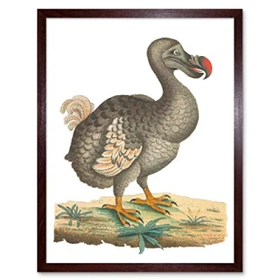 Image of Wee Blue Coo Bird Dodo Vintage Illustration Art Print Framed Poster Wall Decor 12X16 Inch