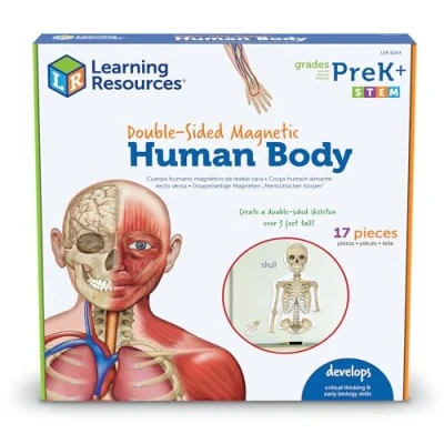 Image of Learning Resources Double Sided Magnetic Human Body