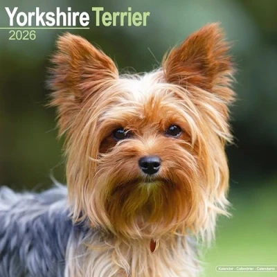 Image of Yorkshire Terrier Calendar 2026