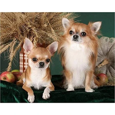 Image of Diamond Painting Kit,Chihuahua Dog DIY 5D Full Drill Art Kits for Adults Kids, Crystal Rhinestone Embroidery Paintings Cross Stitch Home Wall Decor Round 30x40cm(12x16inch)