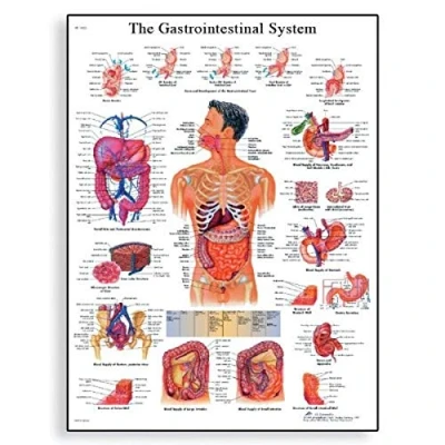 Image of 3B Scientific VR1422UU Human Anatomy The Gastrointestinal System Chart, Paper Version, unlaminated