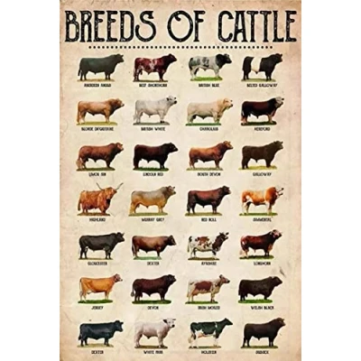 Image of Funny Metal Signs for Bedroom Breeds of Cattle Cow Sign Vintage Home Decor Rustic Aluminum Tin Wall Art Poster Garage Bar 8x12 inch
