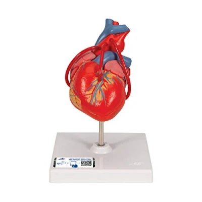 Image of 3B Scientific 1017837 Human Anatomy Classic Heart Model with Bypass, 2 Part + free App Smart