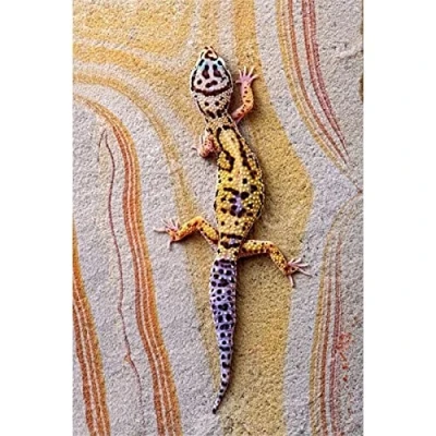 Image of 5D Diamond Painting Kits Full Drill Large Round Colorful Gecko 20x30cm DIY Art for Adults Rhinestone Embroidery Pictures Cross Stitch Crafts Room Decoration Home Office 8x12in