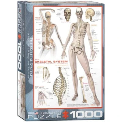 Image of Eurographics EG60002014 the Skeletal System Puzzle (1000 Pieces)
