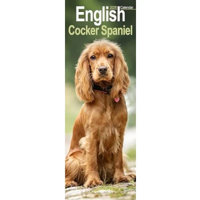 Image of English Cocker Spaniel Slim Calendar 2026