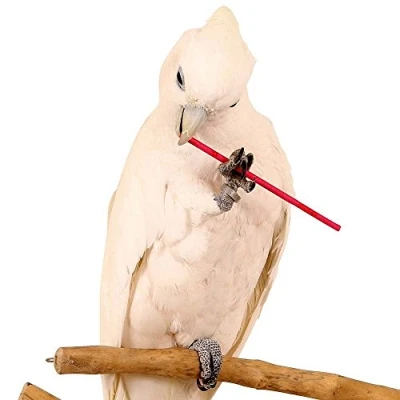 Image of Paper Party Sticks Large Parrot Foot Toys Pack of 25