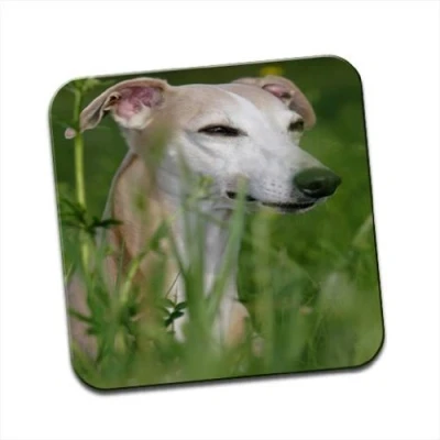 Image of Whippet Dog In Field Single Coaster