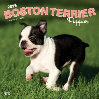 Image of Boston Terrier Puppies 2025 12 x 24 Inch Monthly Square Wall Calendar Plastic Free BrownTrout Animals Dog Breeds Puppy