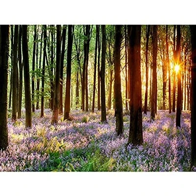 Image of Wee Blue Coo Bluebell Wood Sunrise Trees Photo Art Large Print Poster Wall Decor 18x24 inch