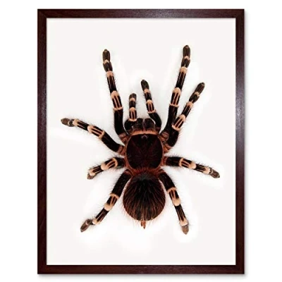 Image of Wee Blue Coo Redknee Tarantula Spider Arachnid Art Print Framed Poster Wall Decor 12X16 Inch
