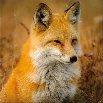 Image of 20 Napkins Animal Motifs Real Fox in Nature Table Decoration Paper with Motif Also for Decoupage and 33 x cm