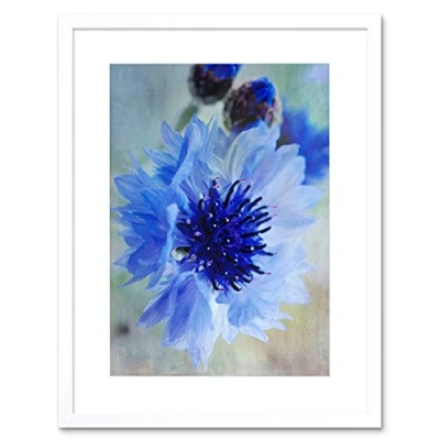 Image of Wee Blue Coo Cornflower Flower Bloom Art Framed Wall Print