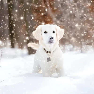 Image of Charity Christmas Cards Box of 20 BHF, Marie Curie, Parkinson&#039;s UK, Oxfam, The Stroke Association, NSPCC Snow Dogs 10 Each 2 Designs Eco Friendly