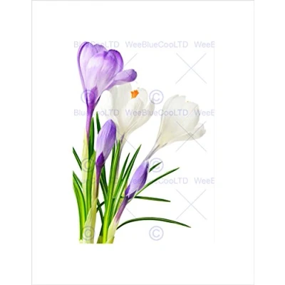 Image of Wee Blue Coo Purple White Spring Flowers Bloom Art Picture Wall Print