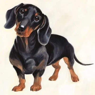 Image of Paperlink Artistic Male/Female Blank/Birthday Greeting Card Dachshund Puppy Dog Tilting His Head For Her/Him Watercolour Design