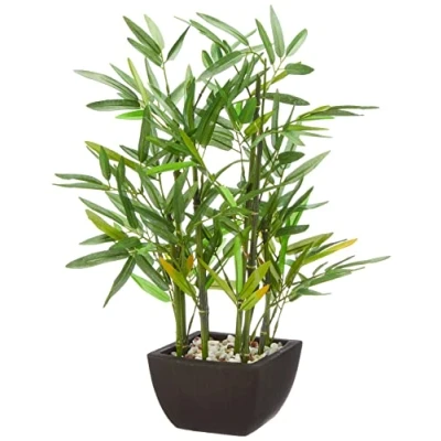 Image of khevga decorative bamboo plant in a pot