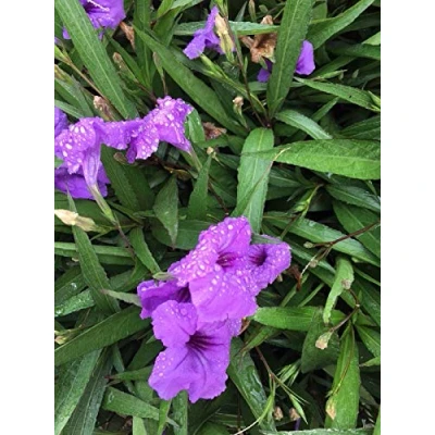 Image of PLAT FIRM Germination Seeds: 4 Mexican Petunia Purple Showers Flowers, Blooms All Summer Long WPB FL