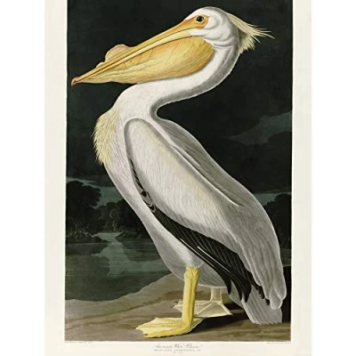 Image of Artery8 Audubon Birds White Pelican Painting Large Wall Art Poster Print Thick Paper 18X24 Inch