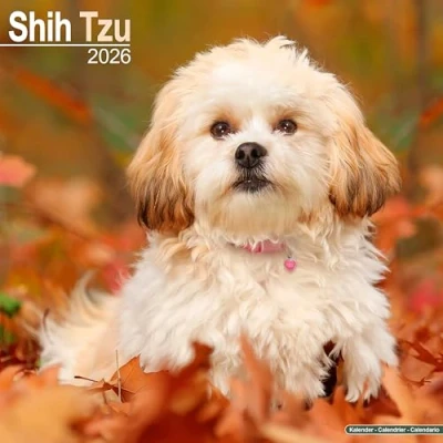 Image of Shih Tzu Calendar 2026