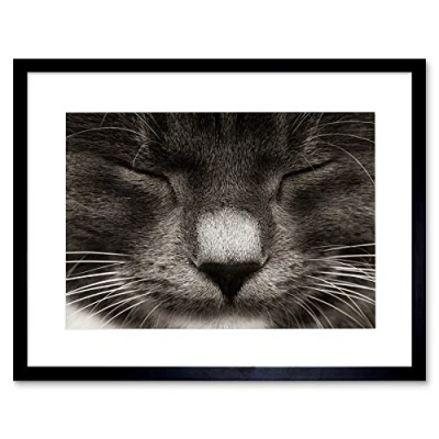 Image of Wee Blue Coo Sleeping Cat Kitten Whisker Black Frame Framed Art Print Picture Mount B12X9494