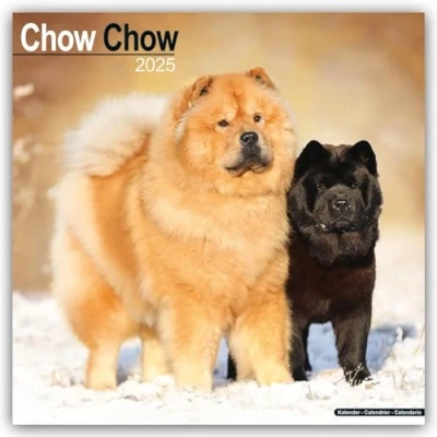 Image of Chow 2025 Square Wall Calendar Dog Breed Calendar: Original Avonside Kalender [Mehrsprachig] [Kalender]