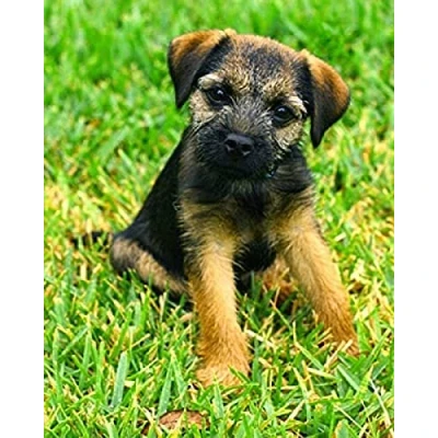 Image of SanZez 5D Diamond Painting Full Drill Border Terrier Puppy Crystal Rhinestone Embroidery Pictures Arts Craft for Home Wall Decor Gift 30x40cm