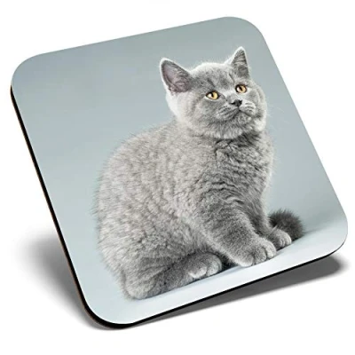 Image of Great Single Coaster Square Blue British Kitten Cat Grey Fluffy Glossy Quality Coasters Tabletop Protection for Any Table Type #44353
