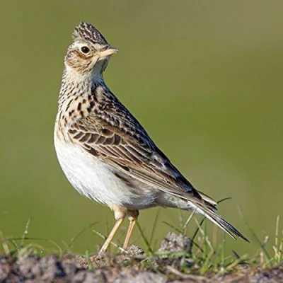 Image of Skylark birdsong greeting card with sound. Great gift for birdwatchers.