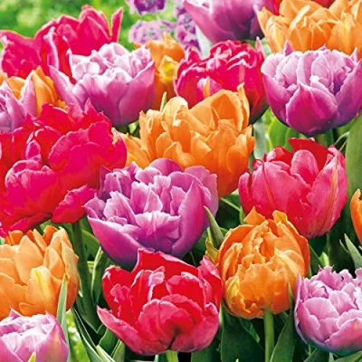 Image of 20 Serviettes Colourful Tulips/Flowers/Spring 33 x cm