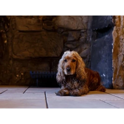 Image of jigsaw puzzles 1000 piece for adults Challenging Game Dog,english,cocker,spaniel,cocker,spaniel 70x50cm