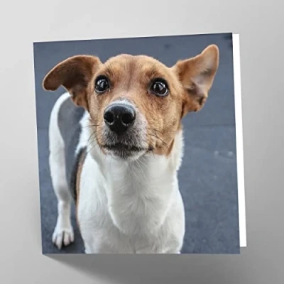 Image of Maturi Jack Russell Dog Photographic Blank Birthday Greetings Card, 15.5 x cm