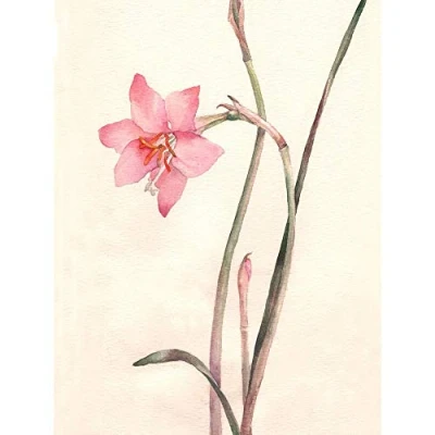 Image of Wee Blue Coo Flower Zephyranthes Watercolour Art Print Poster Wall Decor 12X16 Inch